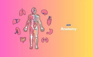Anatomy