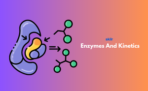 Enzymes And Kinetics